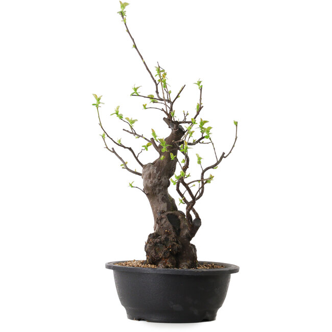 Pseudocydonia sinensis, 55 cm, ± 25 ans