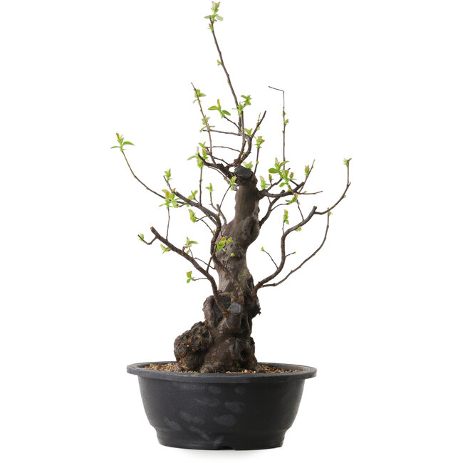 Pseudocydonia sinensis, 55 cm, ± 25 ans