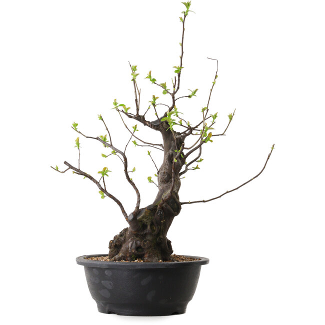 Pseudocydonia sinensis, 55 cm, ± 25 ans