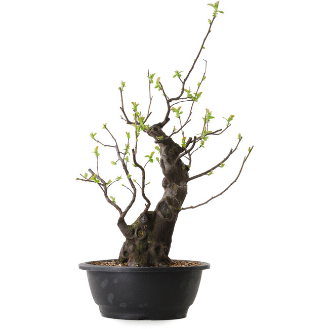 Pseudocydonia sinensis, 55 cm, ± 25 ans