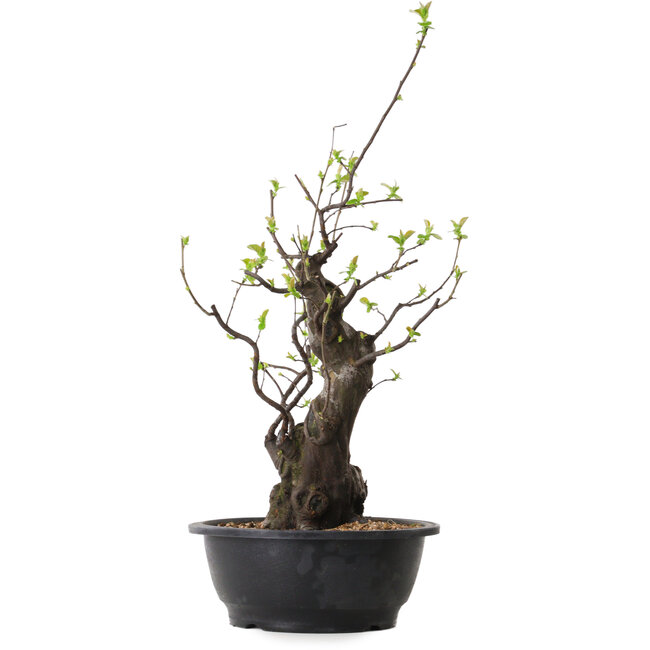Pseudocydonia sinensis, 55 cm, ± 25 ans