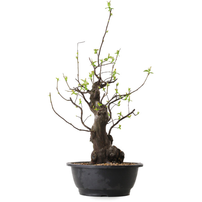 Pseudocydonia sinensis, 55 cm, ± 25 ans