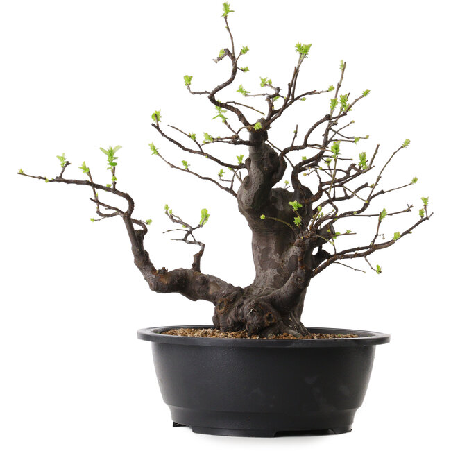 Pseudocydonia sinensis, 38 cm, ± 25 años de edad