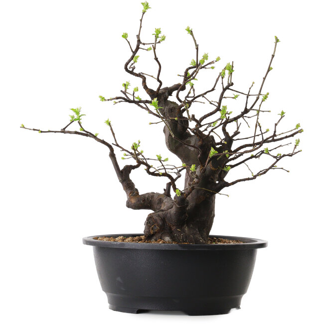 Pseudocydonia sinensis, 38 cm, ± 25 jaar oud