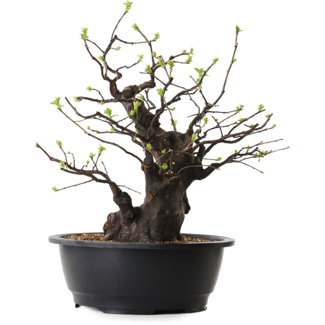 Pseudocydonia sinensis, 38 cm, ± 25 jaar oud