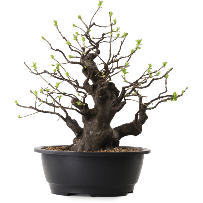 Pseudocydonia sinensis, 38 cm, ± 25 years old