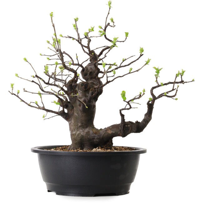 Pseudocydonia sinensis, 38 cm, ± 25 años de edad