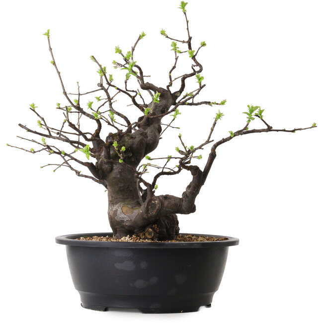 Pseudocydonia sinensis, 38 cm, ± 25 ans