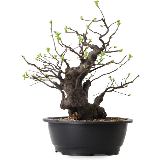 Pseudocydonia sinensis, 38 cm, ± 25 años de edad