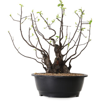 Pseudocydonia sinensis, 39 cm, ± 25 ans