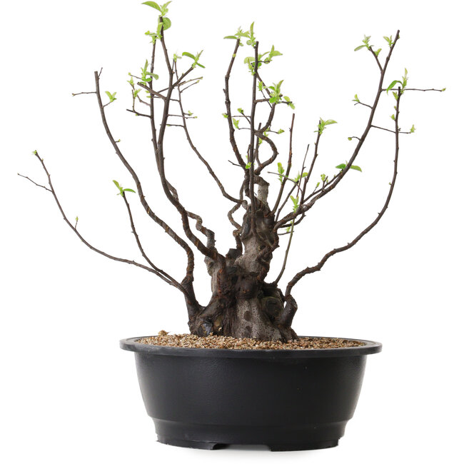 Pseudocydonia sinensis, 39 cm, ± 25 años de edad