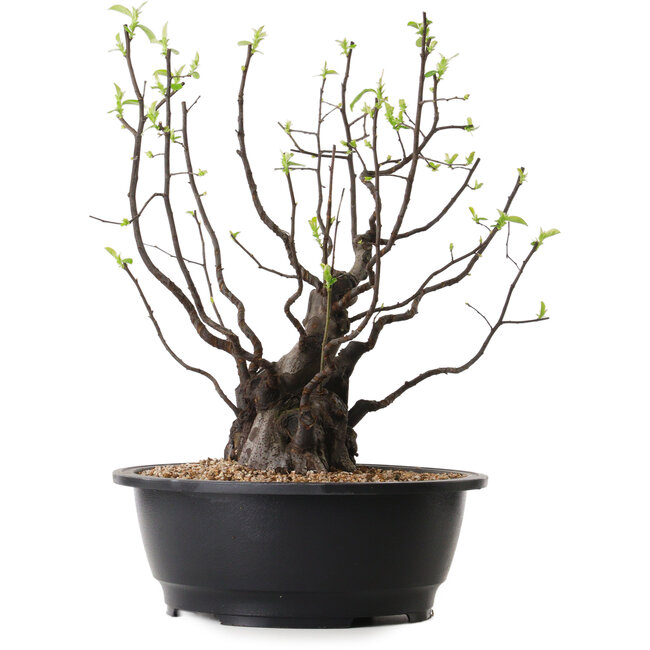 Pseudocydonia sinensis, 39 cm, ± 25 jaar oud