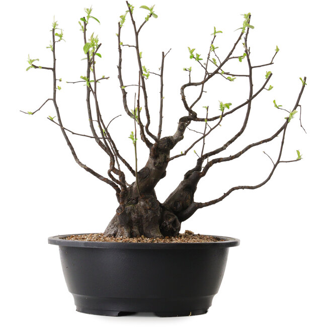 Pseudocydonia sinensis, 39 cm, ± 25 jaar oud