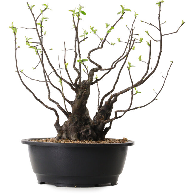 Pseudocydonia sinensis, 39 cm, ± 25 jaar oud