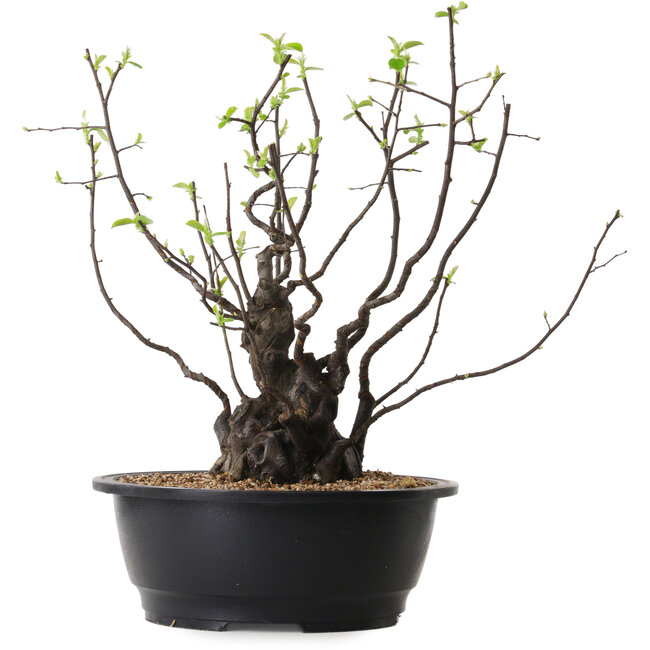 Pseudocydonia sinensis, 39 cm, ± 25 years old