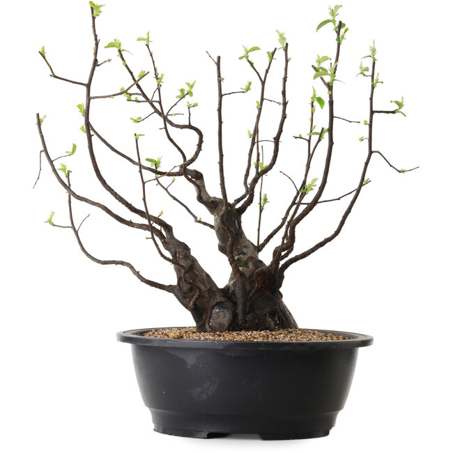 Pseudocydonia sinensis, 39 cm, ± 25 años de edad