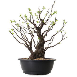 Pseudocydonia sinensis, 41 cm, ± 25 ans