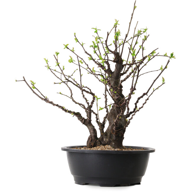 Pseudocydonia sinensis, 41 cm, ± 25 jaar oud