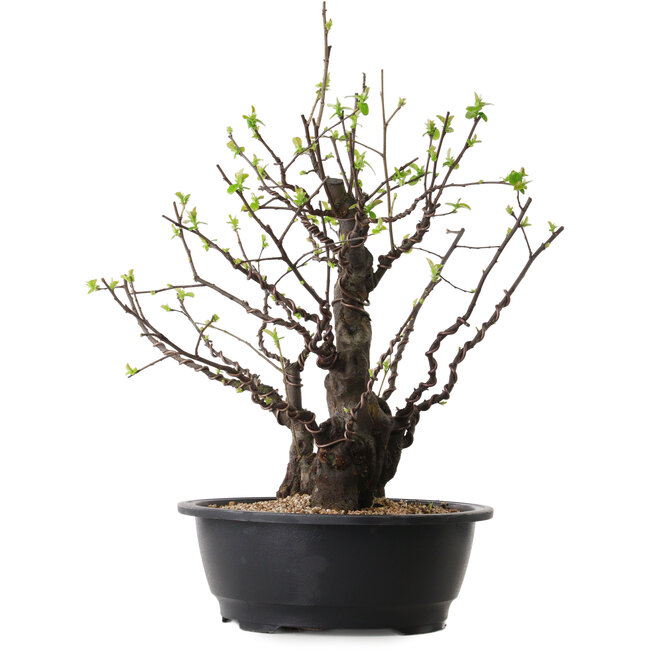 Pseudocydonia sinensis, 41 cm, ± 25 ans