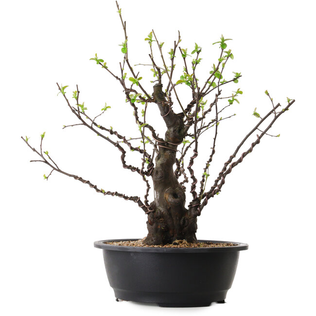 Pseudocydonia sinensis, 41 cm, ± 25 ans