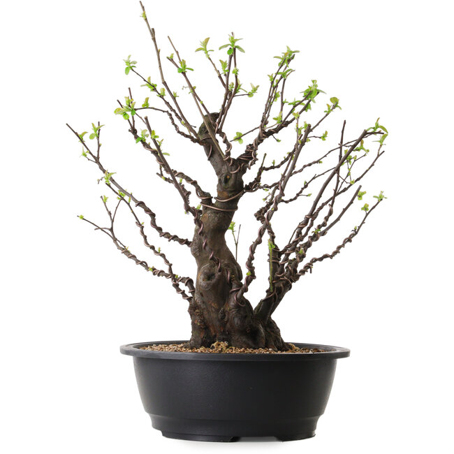 Pseudocydonia sinensis, 41 cm, ± 25 ans