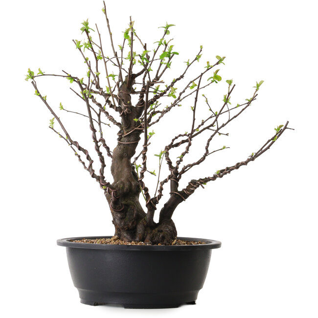 Pseudocydonia sinensis, 41 cm, ± 25 años de edad