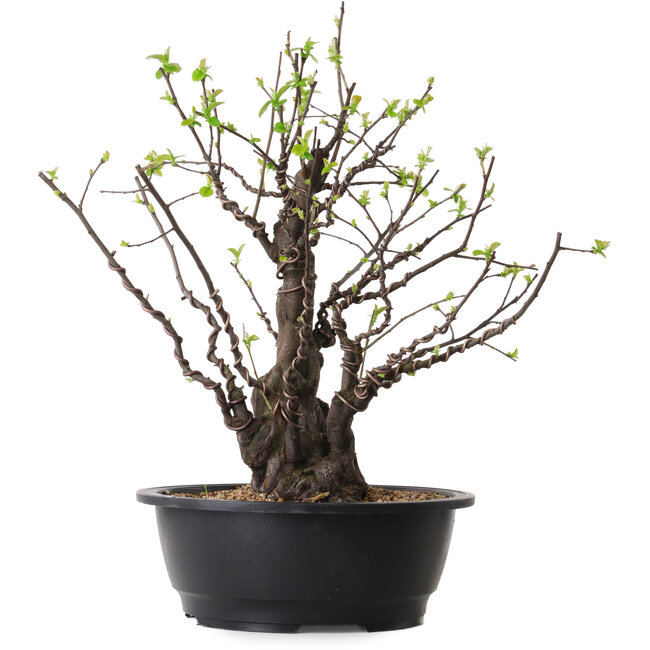 Pseudocydonia sinensis, 41 cm, ± 25 years old