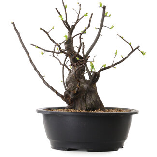 Pseudocydonia sinensis, 34 cm, ± 25 jaar oud