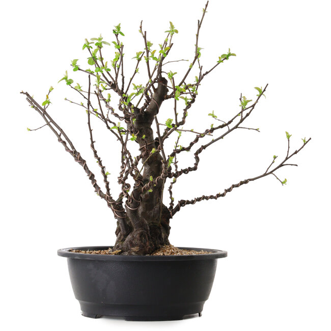 Pseudocydonia sinensis, 41 cm, ± 25 ans