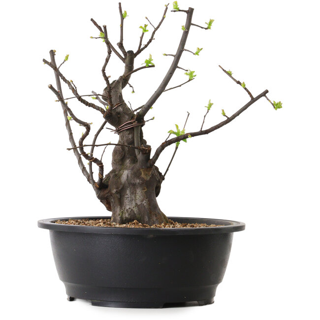 Pseudocydonia sinensis, 34 cm, ± 25 jaar oud