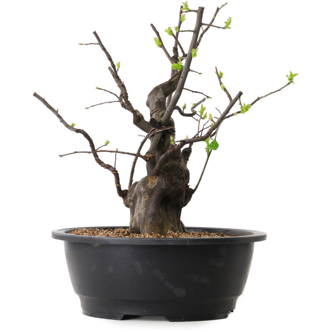 Pseudocydonia sinensis, 34 cm, ± 25 ans