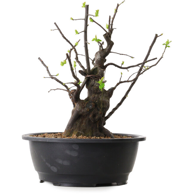 Pseudocydonia sinensis, 34 cm, ± 25 ans