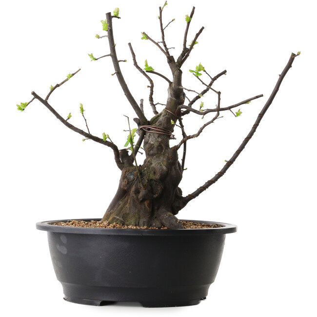 Pseudocydonia sinensis, 34 cm, ± 25 years old