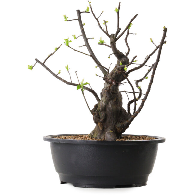 Pseudocydonia sinensis, 34 cm, ± 25 ans
