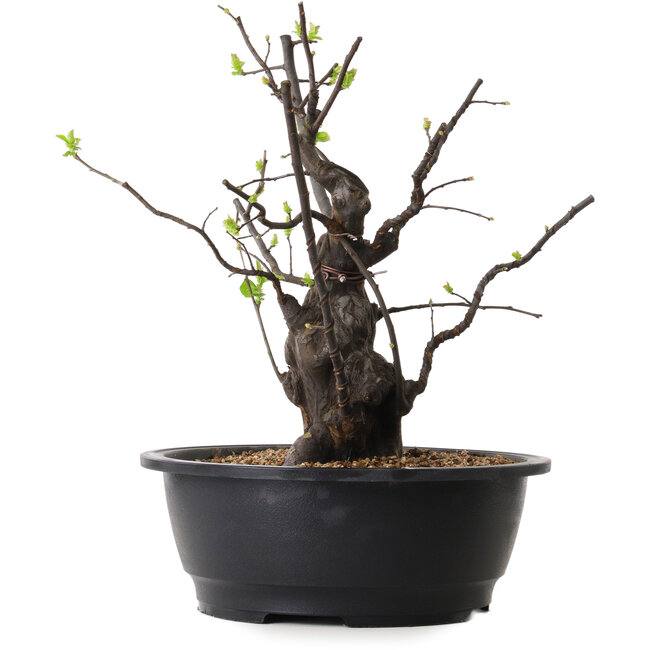 Pseudocydonia sinensis, 34 cm, ± 25 años de edad