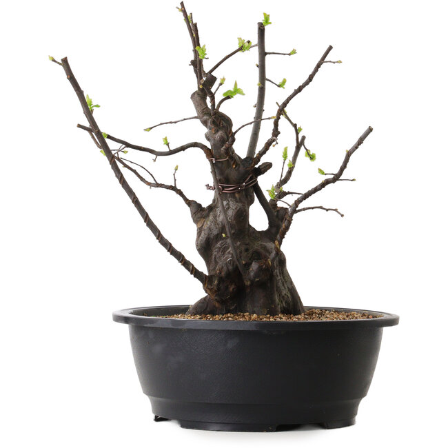 Pseudocydonia sinensis, 34 cm, ± 25 ans
