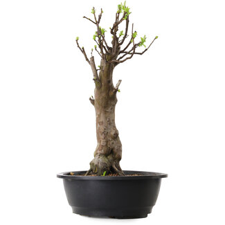 Pseudocydonia sinensis, 48 cm, ± 12 ans