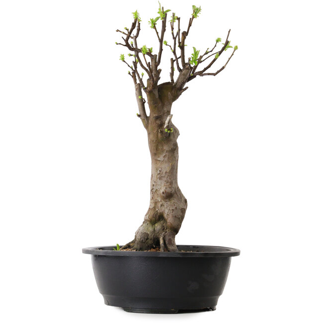 Pseudocydonia sinensis, 48 cm, ± 12 ans