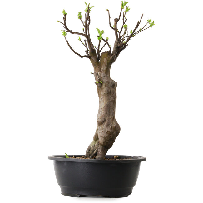 Pseudocydonia sinensis, 48 cm, ± 12 años de edad