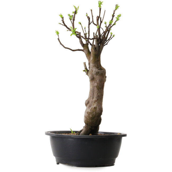 Pseudocydonia sinensis, 48 cm, ± 12 ans