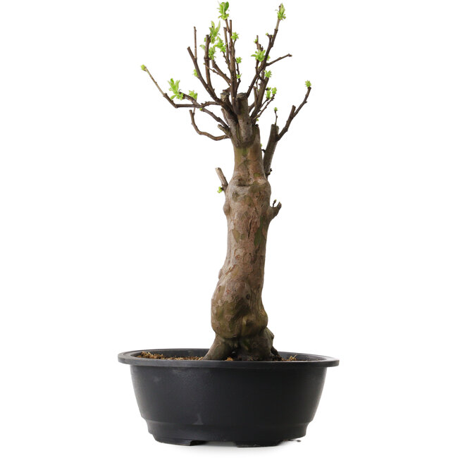 Pseudocydonia sinensis, 48 cm, ± 12 ans