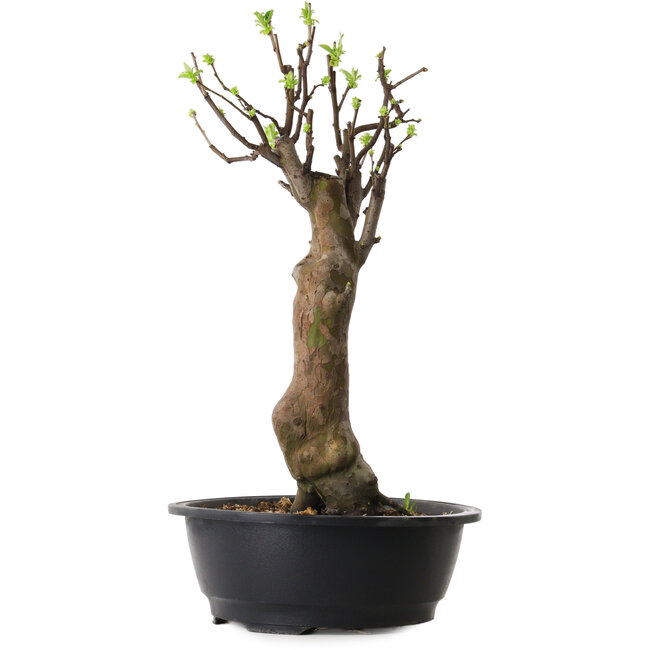 Pseudocydonia sinensis, 48 cm, ± 12 años de edad