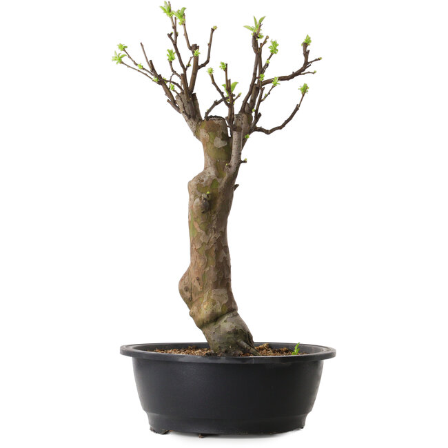 Pseudocydonia sinensis, 48 cm, ± 12 years old