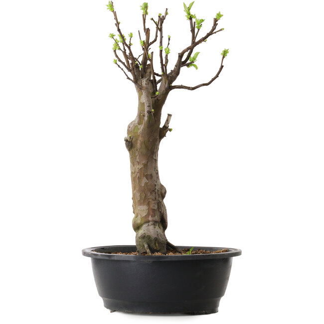 Pseudocydonia sinensis, 48 cm, ± 12 ans