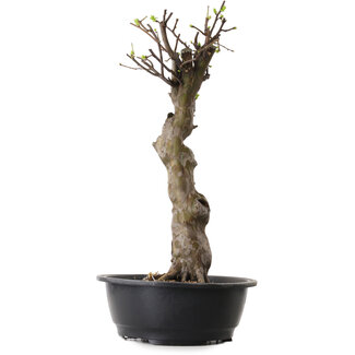 Pseudocydonia sinensis, 56 cm, ± 12 años de edad