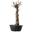 Pseudocydonia sinensis, 56 cm, ± 12 ans