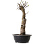 Pseudocydonia sinensis, 56 cm, ± 12 ans