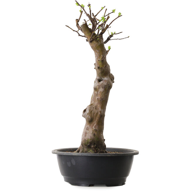 Pseudocydonia sinensis, 56 cm, ± 12 ans