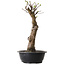Pseudocydonia sinensis, 56 cm, ± 12 ans