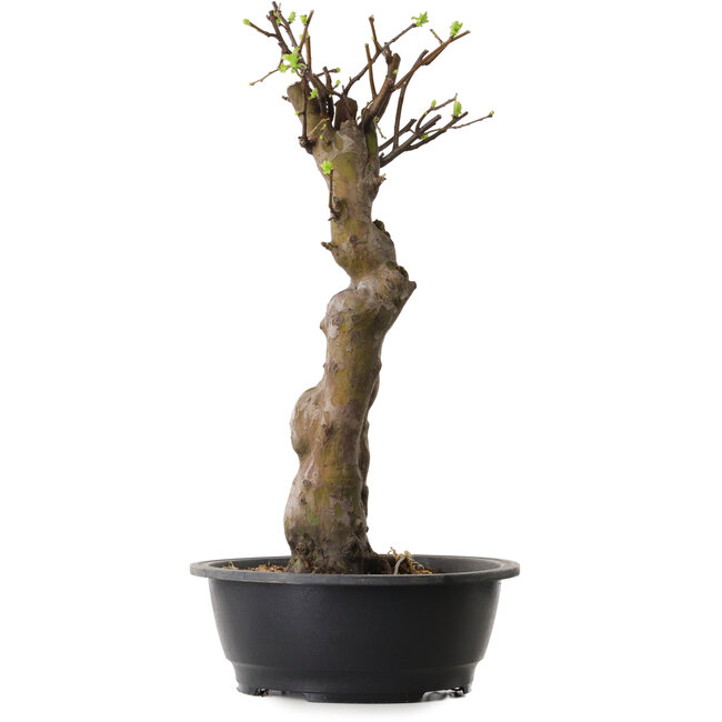 Pseudocydonia sinensis, 56 cm, ± 12 jaar oud